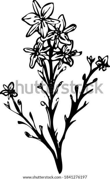 Asphodel Flower Leafless Stem Botanical Drawing Stock Illustration