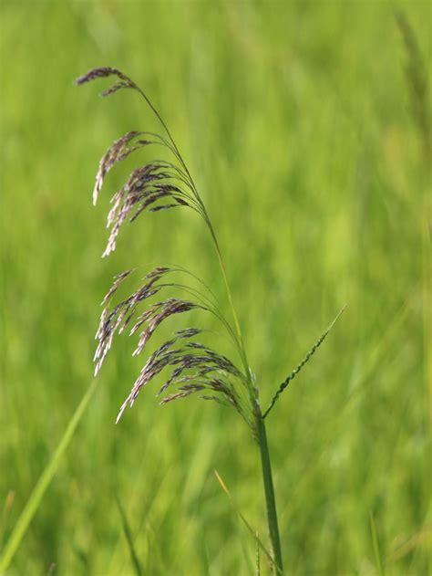 Happiest in moist, well drained soil in light shade, below are forms of the native. Rasen Schmiele (Deschampsia cespitosa) für Deinen Garten!