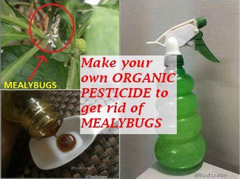 Maybe you would like to learn more about one of these? GET RID OF MEALYBUGS permanently with Neem Oil - ORGANIC ...