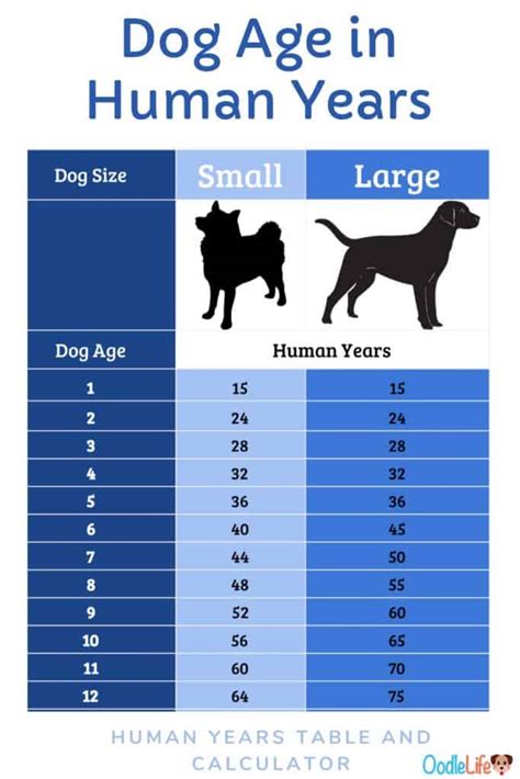 How Old Is 12 Years In Dog Years