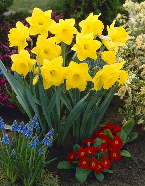 Daffodil Dutch Master De Vroomen Garden Products Landscape
