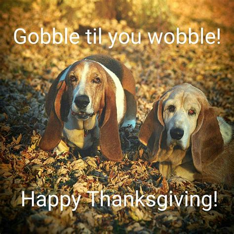Funny Thanksgiving Memes With Dogs Perpustakaan Sekolah