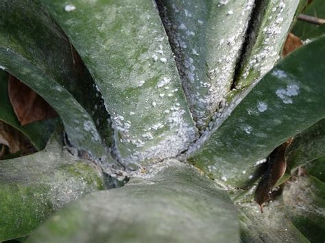 Get rid of powdery mildew on plants. How to Easily Get Rid of Mealybugs on Your Succulents ...