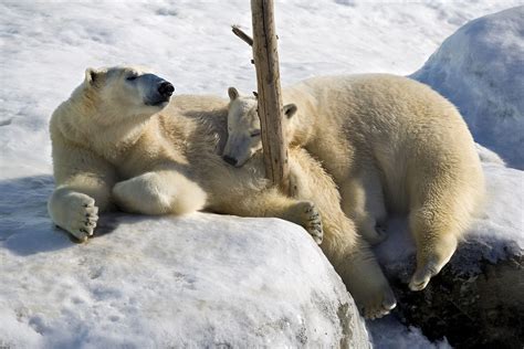 Ours Polaires Blancs Dans La Neige White Polar Bears Flickr