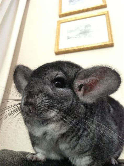 I'd recommend you buy a special cage for your pet; Chinchillas are very easy to care for as long as you find ...