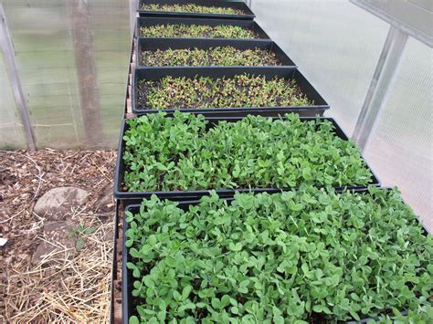 Growing Microgreens Indoors Farmyards