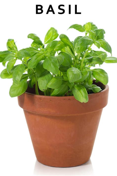 12 Best Medicinal Herbs Indoors How To Grow
