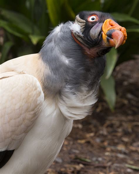 The Storied Life Of Ros The King Vulture Zoo Atlanta
