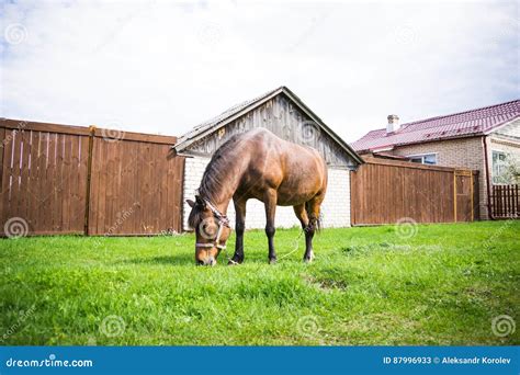 Brown Beautiful Horse Eats Fresh Grass In Field Near Village At Sunny
