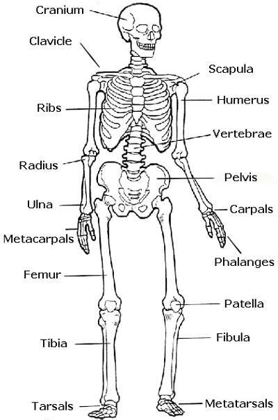 Label The Major Bones Of The Skeleton