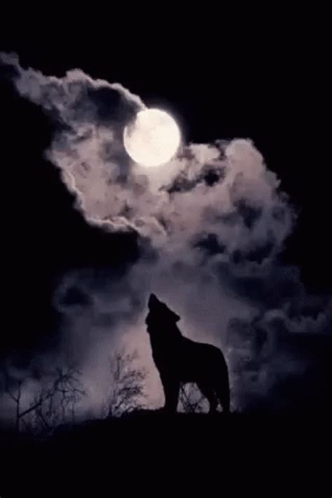Wolf Howl Full Moon 
