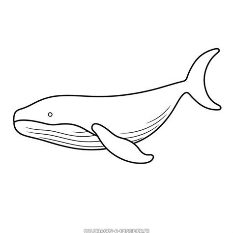 Coloriage Baleine à Bosse Coloriages à Imprimer Gratuitement