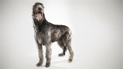 Irish Wolfhound Dog Breed Selector Animal Planet