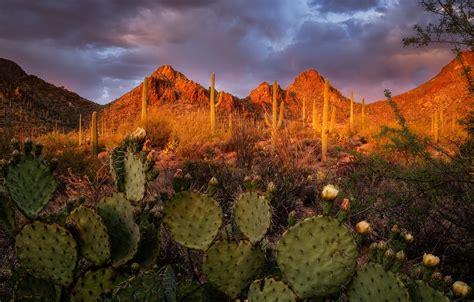 Wallpaper Landscape Sunset Mountains Nature Az Cacti Usa Tucson