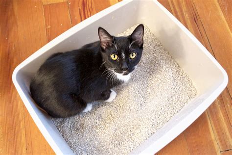 How To Control Cat Litter Box Odor With Pictures Ehow