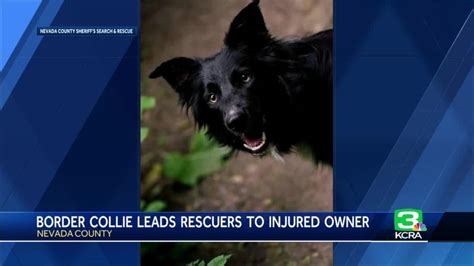 Border Collie Helps Find Rescuers After Owner Falls 70 Feet In Nevada