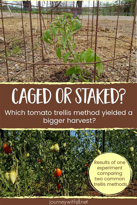 Is It Better To Stake Or Cage Tomatoes The Beginners Garden