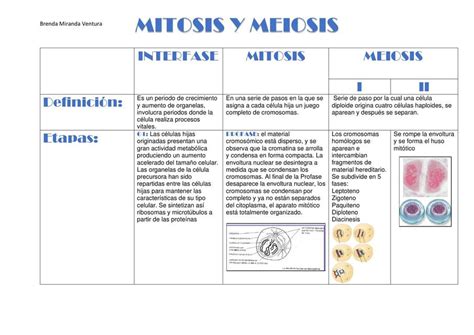 Cuadro Mitosis Y Meiosis Brenda Miranda Ventura Udocz