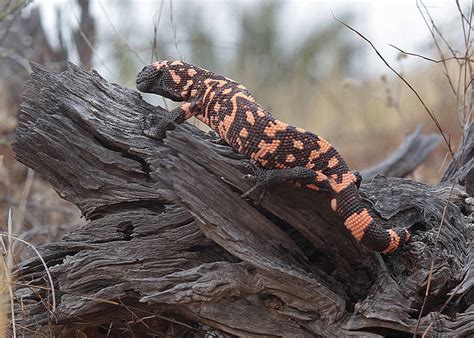 Visit the american desert today. Animals from the deserts of the South-West USA