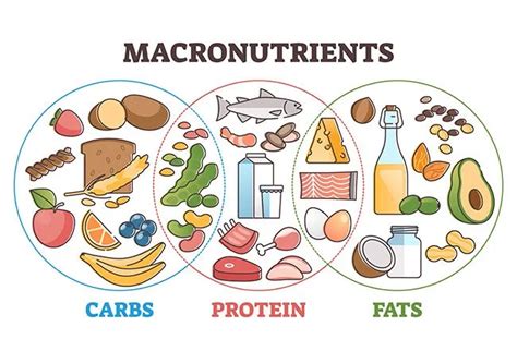 What Are The Main Types Of Macronutrients And What Are Examples Of Each