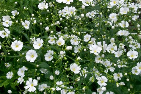 The plant çöven, gypsophila simonii is widely distributed throughout çankırı, where it is a native species, and turkey. Baby's Breath