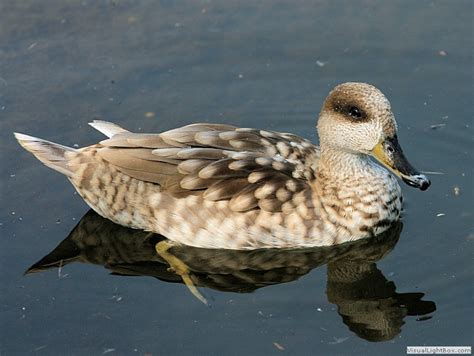 Identify Marbled Teal Or Marbled Duck Wildfowl Photography