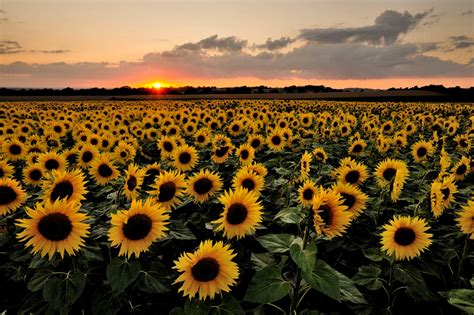 Pin By Patty Lz On Achtergrond Sunflower Wallpaper Landscape