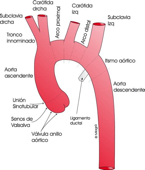 flotante Grado Celsius Asociación anatomia arco aortico secundario Como