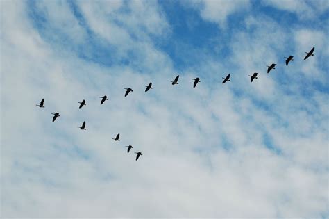 Seeing Geese Fly In A V Formation Flying Geese Goose Courage