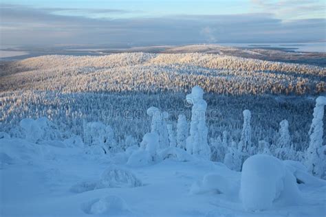 Snow Covered Trees In Lapland Stock Photo Image Of Outdoor Freeride