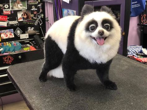 Also, constant scratching of ears and shaking of head will cause the development of blisters that are filled with blood. Dog Hair Dye-Super Black (PD12) | Dog hair dye, Dog dye ...