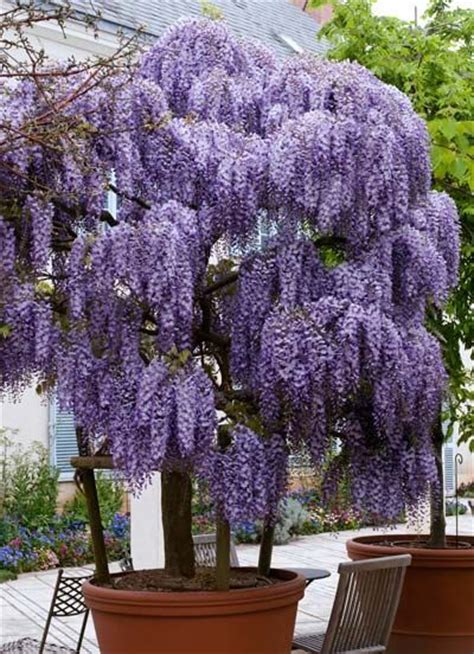 Get yours now at naturehills.com so you are ready to plant bold new foliage emerges close behind. 505 best images about Ornamental trees & shrubs on ...