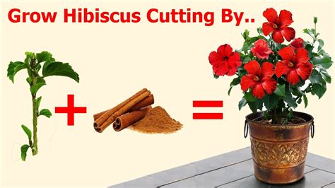 A single application to the stem when you plant the cutting will stimulate root growth in almost every plant variety. Grow Hibiscus Cutting By Cinnamon Powder | Natural Rooting ...
