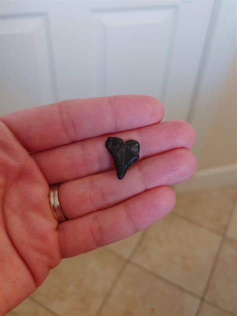 ocean - What kind of tooth is this? - Earth Science Stack Exchange