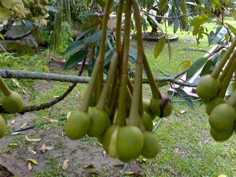 Some examples are impatiens, mini petunias, diascia, and browalia. The Technique Of Planting Crops Fruit Durian In A Pot ...