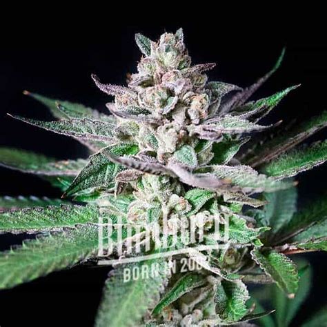Alien Rock Candy Buy Cannabis Seeds Free Shipping