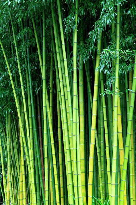 Bamboo Trees By Enjoynz