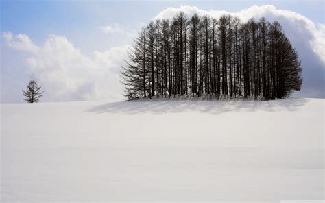 Download Clump Of Trees Winter Ultrahd Wallpaper Wallpapers Printed