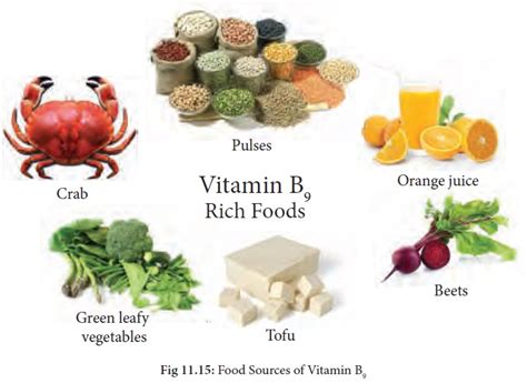 Foods Rich In B B And Folic Acid Ecampus Egerton Ac Ke