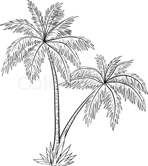 Start the drawing of the palm tree with the outlines of the leaves. Palm Trees Cartoon - Cliparts.co