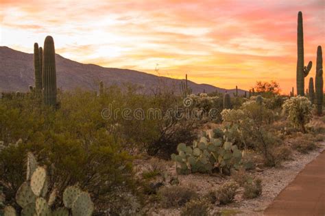 Saguaro Cactus In Sonoran Desert Stock Photo Image Of Cactus Arizona