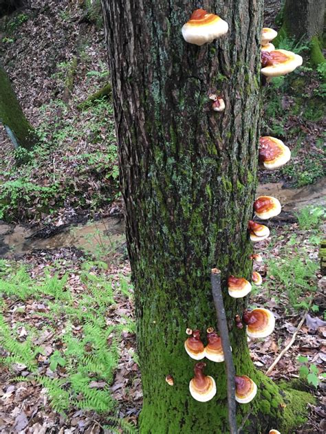 Reishi Mushroom Found In Southern Ohio Stuffed Mushrooms Reishi