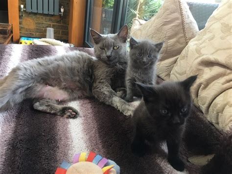 The breed originated in north america. Chantilly-Tiffany/Burmese x British Blue Shorthair female ...