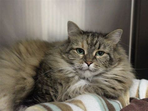 Thank you for your interest in adopting an oklahoma humane society rescue volunteer application. Want to Adopt a Cat? Check Out These Purr-fect Pals From ...