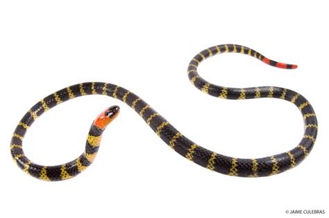 Learn About The Amazing Coral Snake At Mashpi Lodge