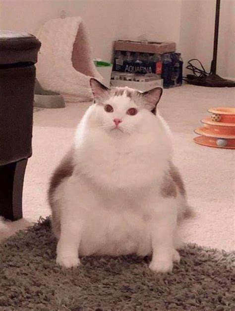 Not My Cat But Hes A Heckin Chonker Rchonkers