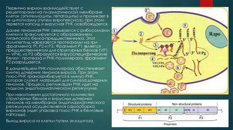 Вирусный гепатит а диета 5 Гепатит А - online presentation Гепатит А - online presentation Вирусный гепатит а диета 5
