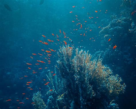 Download Wallpaper 1280x1024 Sea Fish Corals Depth Underwater