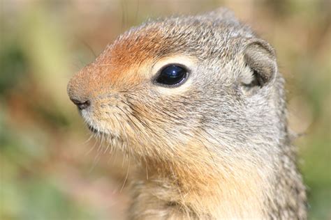 Facts About The Columbian Ground Squirrel In Manning Park Bc Owlcation