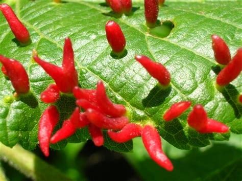 Although small in size, these galls can grow in such large numbers that affected leaves curl up. Symbiosis and altruistic behavior